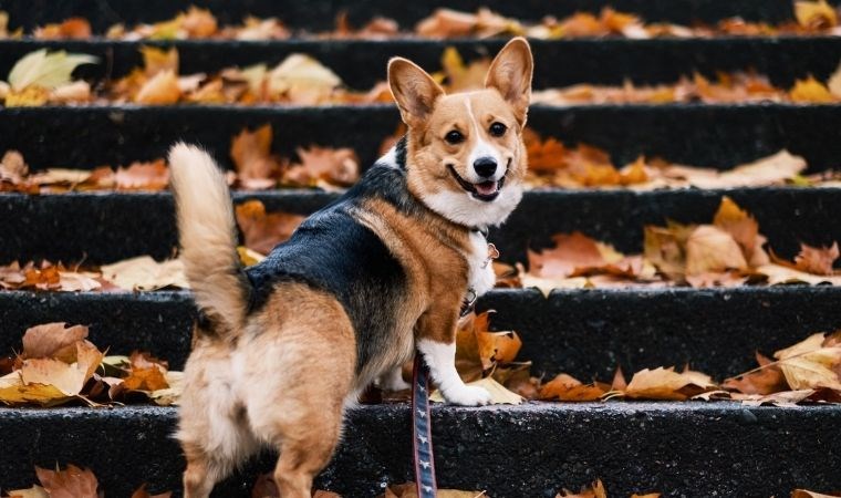 Kedilerin ve Köpeklerin Anıları