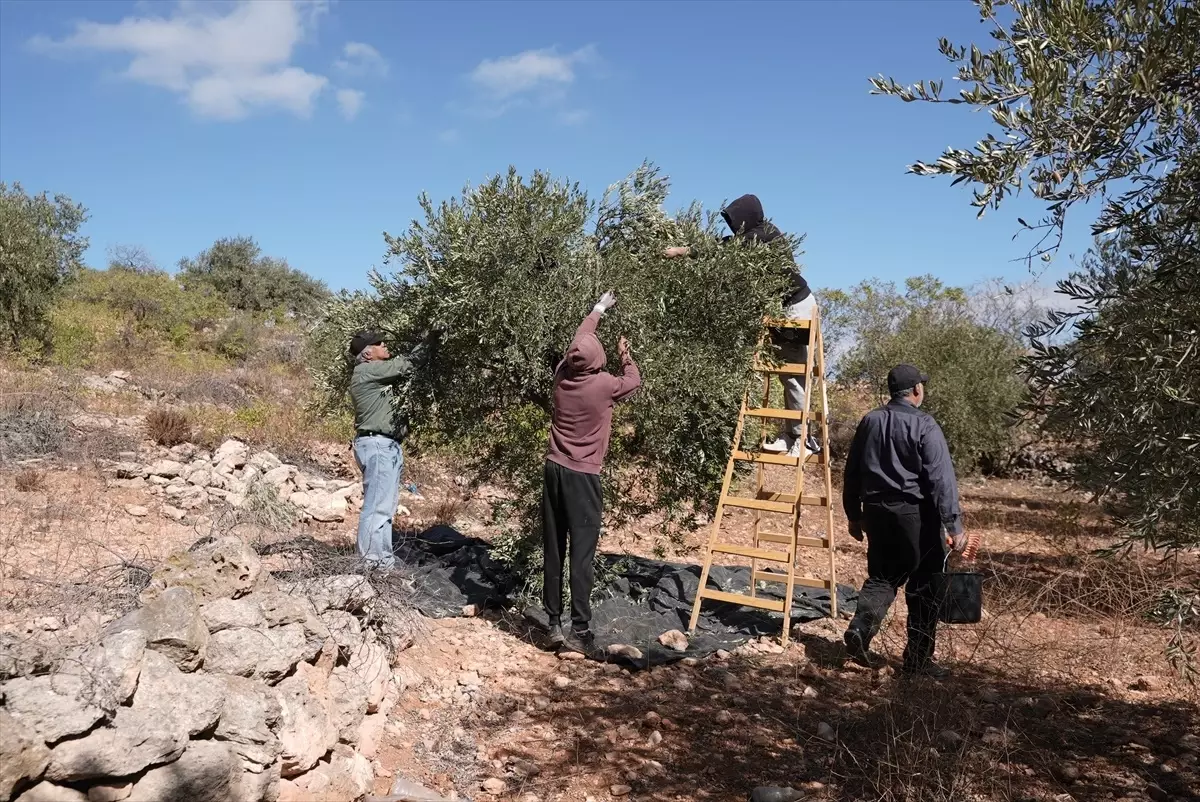 burkada zeytin hasadi korku ve endiseyle geciyor w33aNucO.jpg