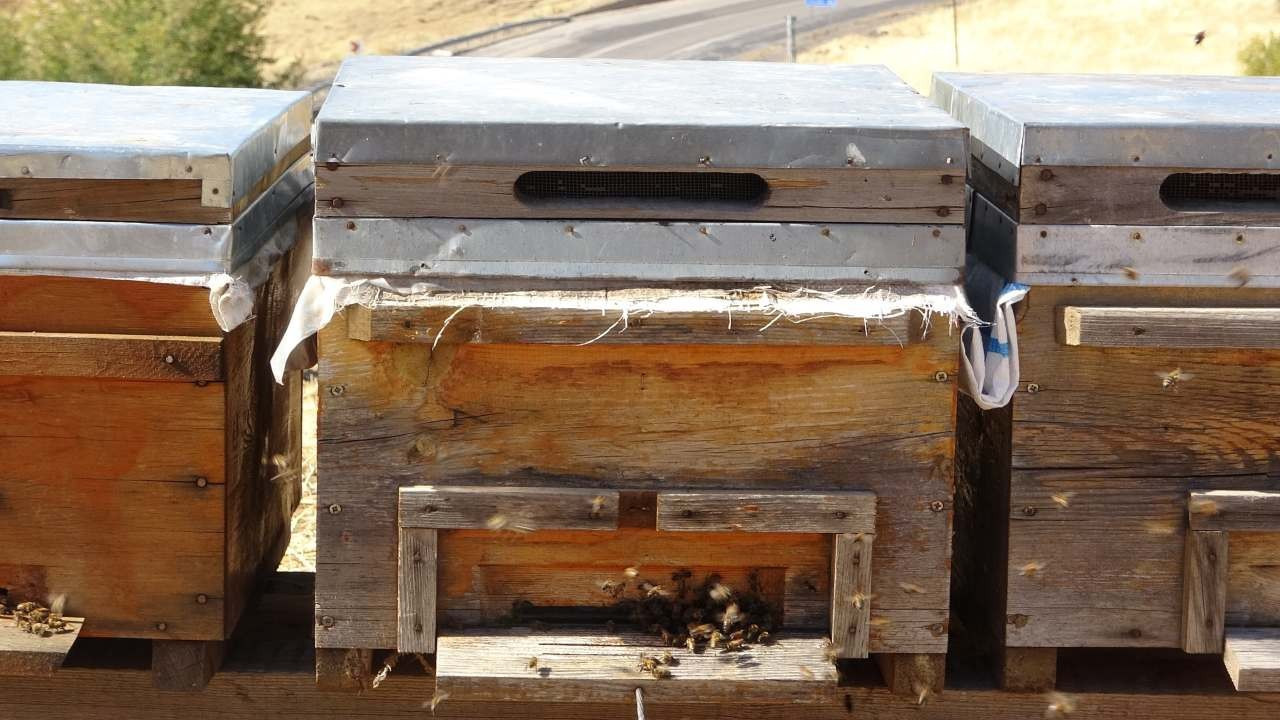 iklim degisikligi arilari etkiledi rekolte dustu EEuEPTcN.jpg