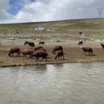 120-bin-lira-maasa-coban-bulunamiyor-7subf2Mu