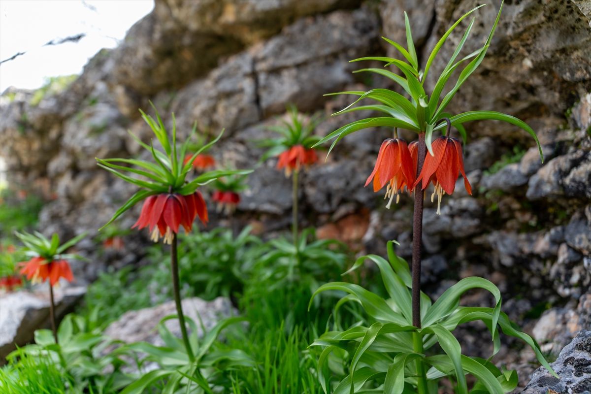 Adıyaman’ın Ters Laleleri Baharın Gelişini Müjdeledi