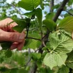 giresunda-findik-rekoltesi-umut-veriyor-k5KGvVCT